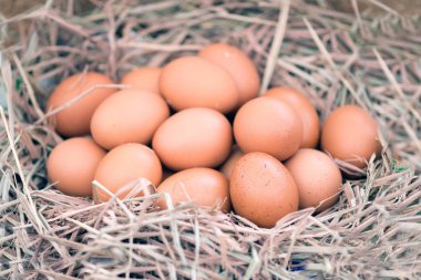Grup bir yuvadaki yumurta.