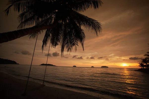 Siluet palmiye ağacı ile arka plan Tayland tropikal plaj.
