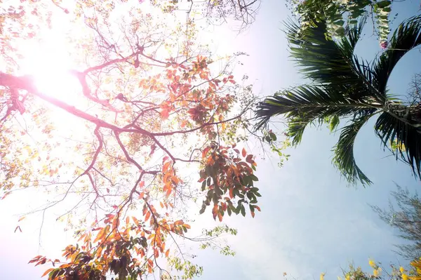 Palmeras contra el cielo azul. —  Fotos de Stock