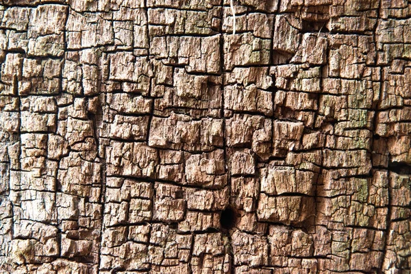 Textur Haut des Baumes. — Stockfoto