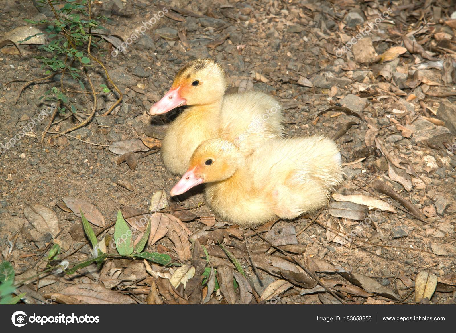Bebe Canard Musque Le Canard Musque L Entretien Du Canard Musque Image Libre De Droit Par Topten22photo C