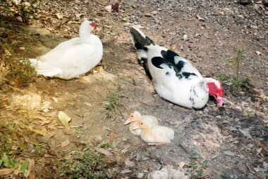 Misk ördek ailesi ile ördek yavrusu. Misk ördeği. Misk ördekleri bakım.