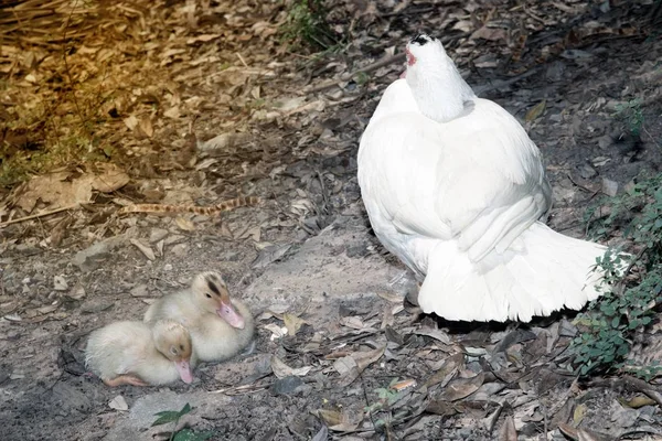 Pézsmakacsa anya kiskacsán. A pézsmaszagú kacsa. A pézsmaszagú kacsa karbantartás. — Stock Fotó