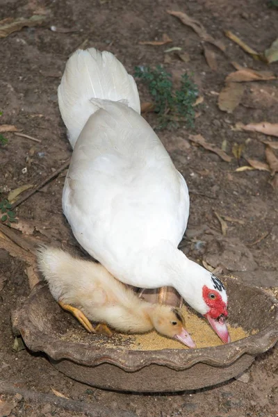 Muscovy Ducklings와 어머니입니다 오리입니다 공원에서 오리의 — 스톡 사진