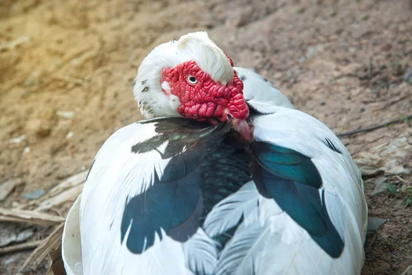 公園で赤い鼻サンゴとホワイトマスコビーアヒルの肖像画ムスキーアヒルインドダバーバリーアヒルの肖像画 — ストック写真