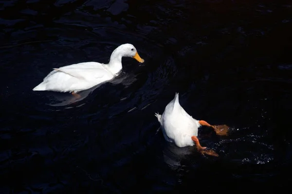 하얀 머스 코비오리는 연못에서 행복하게 수영하며 편안 함을 느낀다. — 스톡 사진