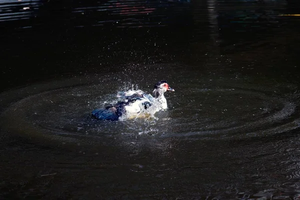 Biały Muscovy kaczka relaks z pływania w stawie i szczęście. — Zdjęcie stockowe