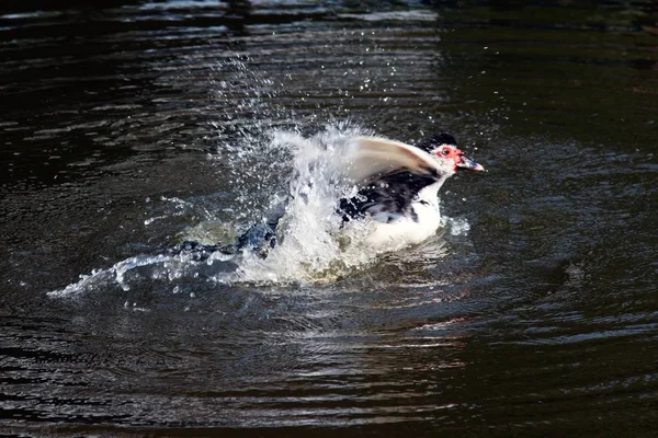 Biały Muscovy kaczka relaks z pływania w stawie i szczęście. — Zdjęcie stockowe