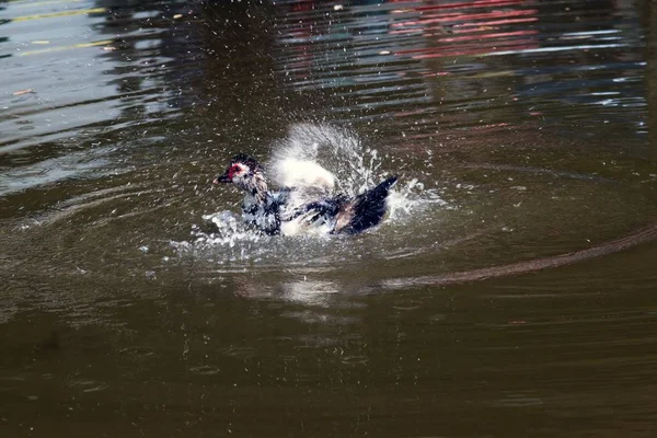 Biały Muscovy kaczka relaks z pływania w stawie i szczęście. — Zdjęcie stockowe