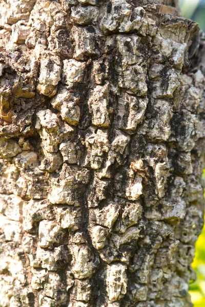 Einzigartig Strukturierte Und Hintergrundrinde Aus Wachstum Regenwald Baum — Stockfoto