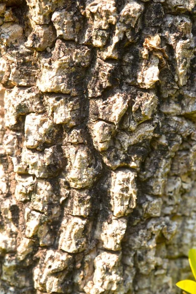 Exclusivamente Texturizado Casca Fundo Crescimento Árvore Floresta Tropical — Fotografia de Stock