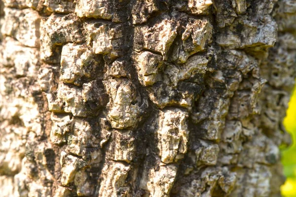 Exclusivamente Texturizado Casca Fundo Crescimento Árvore Floresta Tropical — Fotografia de Stock