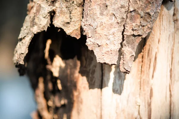 Einzigartig Strukturierte Und Hintergrundrinde Aus Wachstum Regenwald Baum — Stockfoto