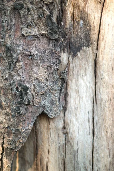 独特的纹理和背景树皮从生长雨林树 — 图库照片