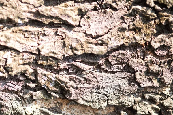 Unicamente Testurizzato Corteccia Sfondo Dalla Crescita Albero Della Foresta Pluviale — Foto Stock