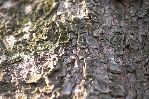 独特的纹理和背景树皮从生长雨林树 — 图库照片