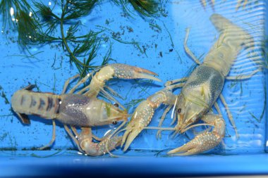 Mavi plastik tepsi içinde renkli kerevit (Procambarus Clarkii açık).