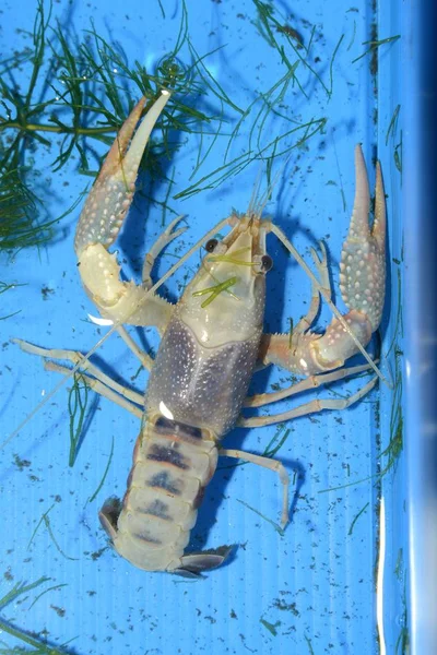 Rac colorat (Procambarus Clarkii Clear) într-o tavă de plastic albastru . — Fotografie, imagine de stoc