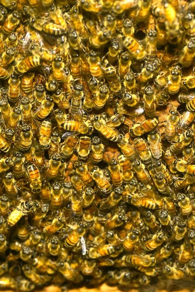 Um denso aglomerado de enxames de abelhas no ninho . — Fotografia de Stock