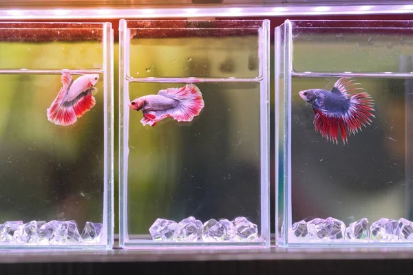 Evde beslenen hayvan dükkan Satılık kavanoza renkli mücadele balık.