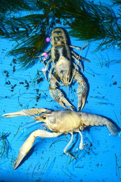 Cangrejo Río Colores Procambarus Clarkii Clear Una Bandeja Plástico Azul — Foto de Stock