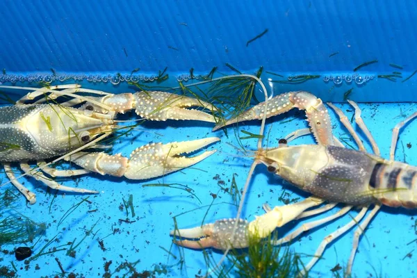 Cangrejo Río Colores Procambarus Clarkii Clear Una Bandeja Plástico Azul — Foto de Stock