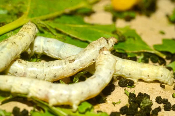 Casulos Seda Crua Crisálida Pupa Espera Ferver Obter Linha Seda — Fotografia de Stock