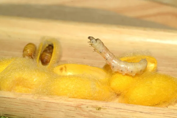Primer plano en secta gusano de seda en bandeja . — Foto de Stock