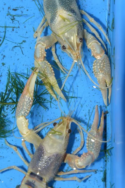 Cangrejo Río Colores Procambarus Clarkii Clear Una Bandeja Plástico Azul — Foto de Stock