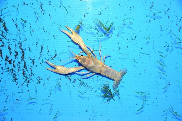 Rac Colorat Procambarus Clarkii Clear Într Tavă Plastic Albastru — Fotografie, imagine de stoc