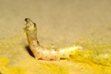  Ham ipek koza veya Chrysalis, kaynar için bekleyen Pupa ve İpek iplik.