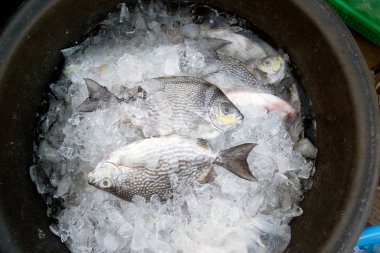 Java kedisi - Bluespotted spinefish veya Streaked spinefoot balık pazarında sabah güneş ışığı, Tayland ile plastik tepsi üzerinde kapatın.
