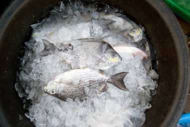 Close up Java rabbitfish - Bluespotted spinefish or Streaked spinefoot fish on plastic tray in market with morning sunlight, Thailand. clipart