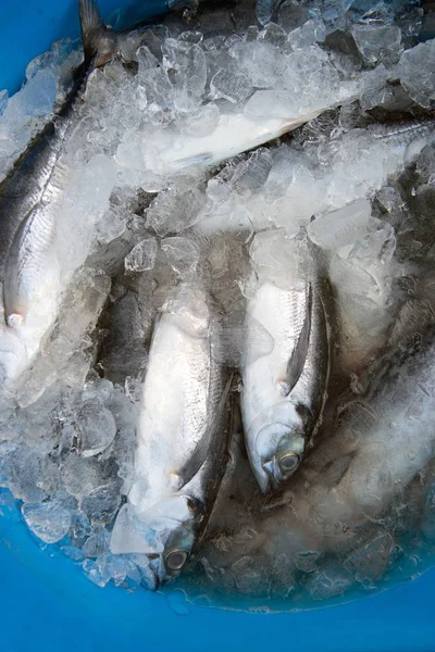 Pește proaspăt din Caraibe (Banded Crevalle) pe gheață pe piață . — Fotografie, imagine de stoc
