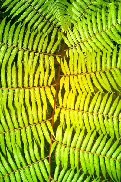 Green garden background of Fishbone Fern or Sword Fern (Nephrolepis cordifolia (L.) Presl.). — Stock Photo, Image