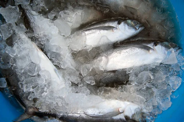 Pesce fresco dei Caraibi (Crevalle fasciata) sul ghiaccio nel mercato . — Foto Stock