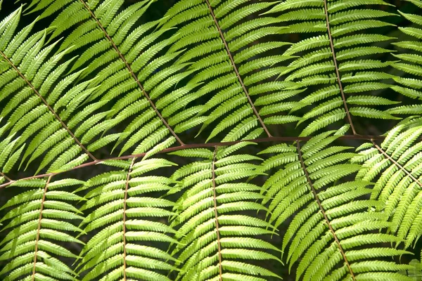 Groene Tuin Achtergrond Van Fishbone Fern Zwaardvaren Nephrolepis Cordifolia Presl — Stockfoto