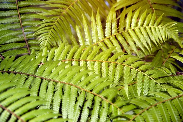 Groene Tuin Achtergrond Van Fishbone Fern Zwaardvaren Nephrolepis Cordifolia Presl — Stockfoto