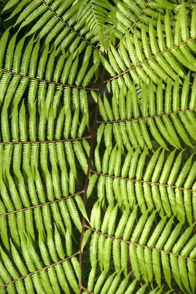 Groene Tuin Achtergrond Van Fishbone Fern Zwaardvaren Nephrolepis Cordifolia Presl — Stockfoto