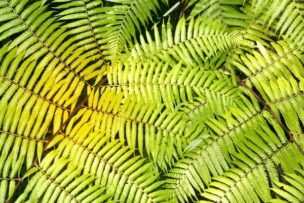 Groene Tuin Achtergrond Van Fishbone Fern Zwaardvaren Nephrolepis Cordifolia Presl — Stockfoto