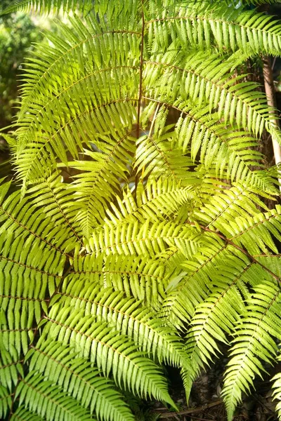 フィッシュボーン シダまたはシダの庭の背景を緑色 Nephrolepis のシダ 傾向を示した — ストック写真