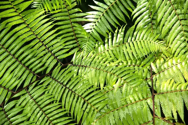 Groene Tuin Achtergrond Van Fishbone Fern Zwaardvaren Nephrolepis Cordifolia Presl — Stockfoto