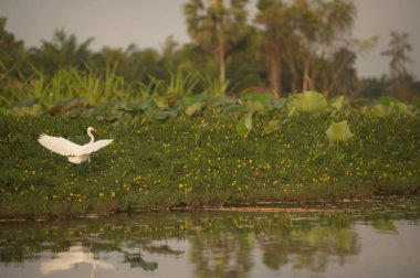 Su üzerinde uçan büyük beyaz balıkçıl .