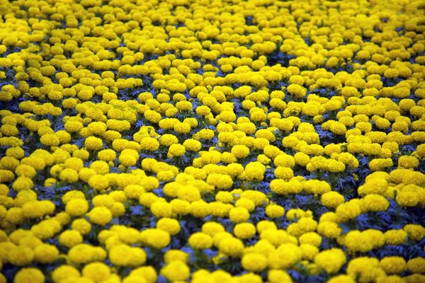 Fundo da flor de calêndula no campo . — Fotografia de Stock