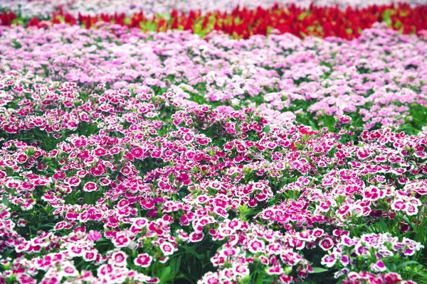 Fundo Flor Rosa Dianthus Chinensis Espécie Dianthus Nativa — Fotografia de Stock