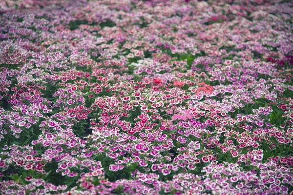Achtergrond Van Roze Anjer Chinensis Bloem Dianthus Inheemse Soorten — Stockfoto