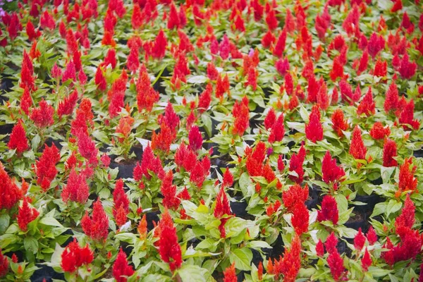 Bakgrund av Celosia Plumosa blomma ängen i trädgården. — Stockfoto