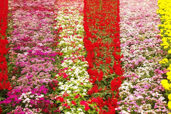 Konsistens och bakgrund av färgglada blommor i parken. — Stockfoto