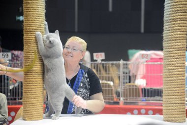 13 yarışma yargıç sağlık dama kedi.