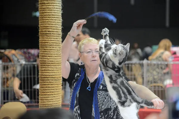 Rechter gezondheid dammen kat die wedstrijd 6. — Stockfoto